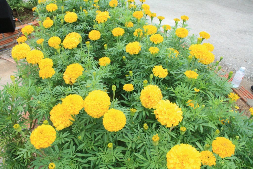 20689749_1403574479750108_3160885517052229092_o